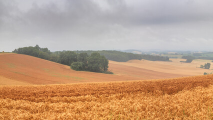 Summer rural landscape, banner - view of agricultural fields under sky with clouds, in the historical province Gascony, the region of Occitanie of southwestern France