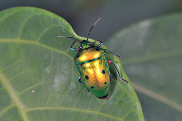 ナナホシキンカメムシ（沖縄県・石垣島）
