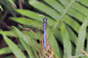 ホソミシオカラトンボの雄（沖縄県・石垣島）
