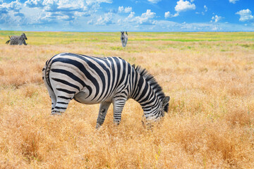 Summer landscape - view of a herd of zebras grazing in high grass under the hot summer sun. Wildlife scene from nature