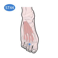 ST44 Acupoint illustration