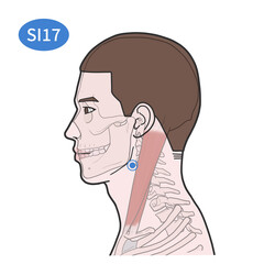 SI17 Acupoint illustration