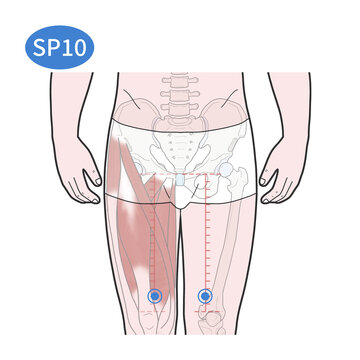 SP10 Acupoint illustration