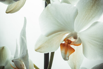 Amazing orchid with white flowers, close up. Phalaenopsis orchids blooming for poster, calendar,...