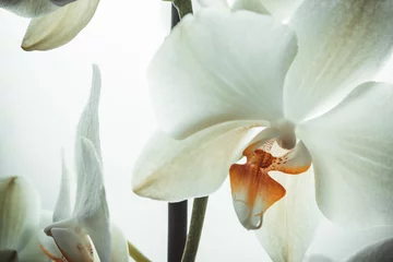 Gardinen Amazing orchid with white flowers, close up. Phalaenopsis orchids blooming for poster, calendar, post, screensaver, wallpaper, postcard, banner, cover, website. High quality photo © vveronka