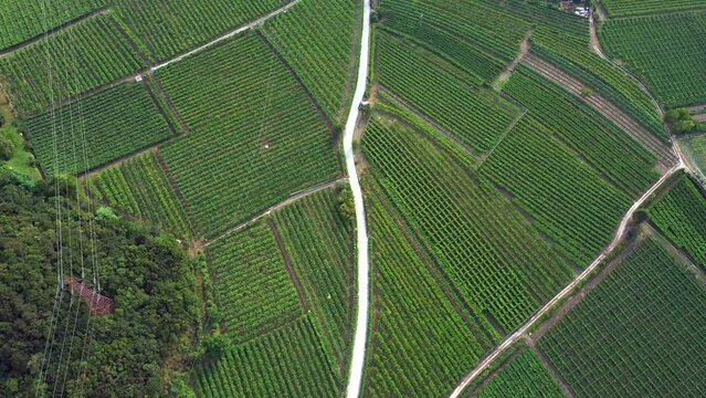 Aerial view of vineyards in Vallagarina also called Val Lagarina where Marzemino wine, Moscato Giallo and Enantio is produced, Verona, Garda lake / Italy