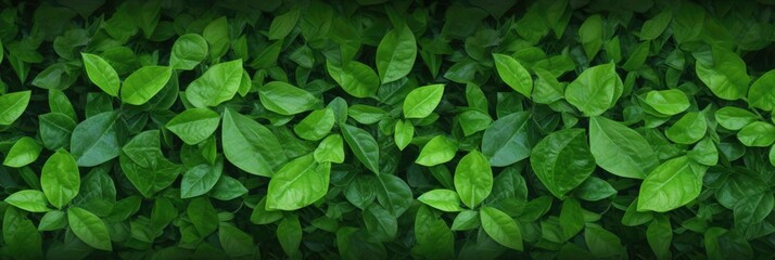 Fototapeta na wymiar Green Leaves background panorama view. Generative AI.
