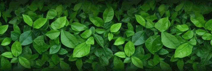 Crédence de cuisine en verre imprimé Herbe Green Leaves background panorama view. Generative AI.