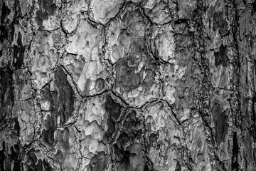 Pine bark background, close-up. Relief texture of tree skin for publication, screensaver,...
