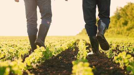 Agriculture. farmer rubber boots walks through agricultural field. soybean field. agro farm...