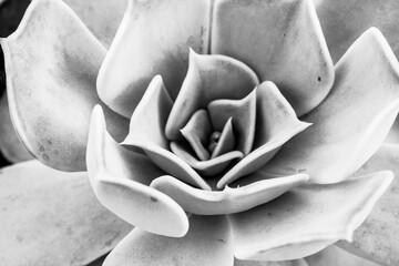Large succulent rosette, close-up. Echeveria plant for publication, poster, screensaver, wallpaper,...