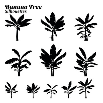 Collection of silhouette illustrations of banana tree