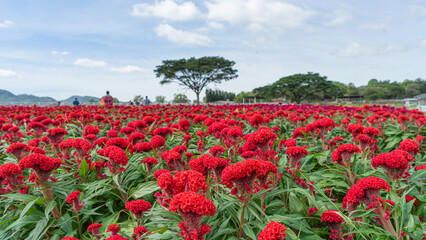 big red flower field It has the appearance of spiral flowers overlapping each other. and clustered...