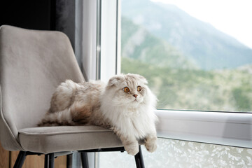 A fluffy Scottish Fold cat lounges on a chair, its wide eyes gazing out a window with mountain...
