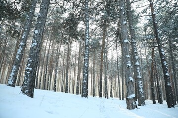 Beautiful forest covered with snow in winter