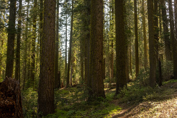 Faint Trail Passes Through Giant Trees Of Yosemite