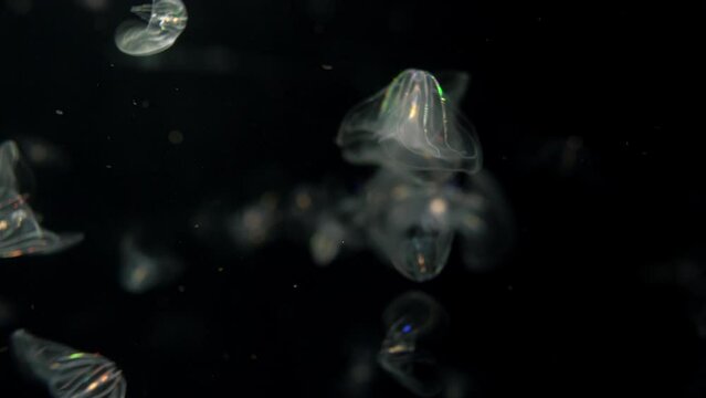 Closeup of Comb Jellies Bioluminescence Jellyfish