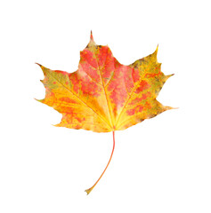 One maple leaf isolated on white. Autumn season