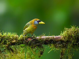 Female Red-headed Barbet on mossy tree branch on green background in rainy day 