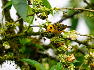 Golden Tanager feeding on wild berries