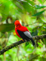 Andean cock-of-the-rock on tree branch in the beautiful nature habitat, Ecuador