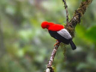 Andean cock-of-the-rock on tree branch in the beautiful nature habitat, Ecuador