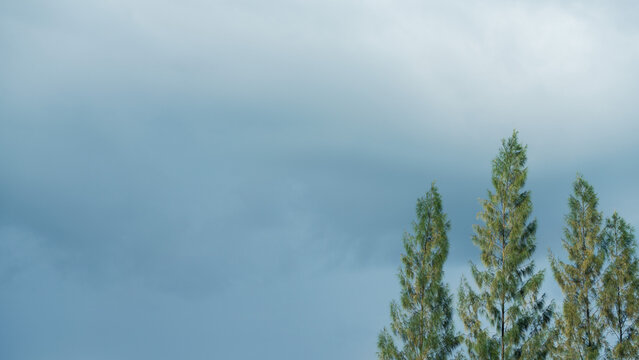 Rain clouds over the green pine. Rainy evening. Nimbostratus clouds are dark, grey.