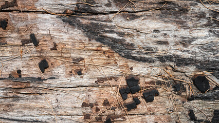 old wood texture background. Dry wood log surface at beach of thailand.