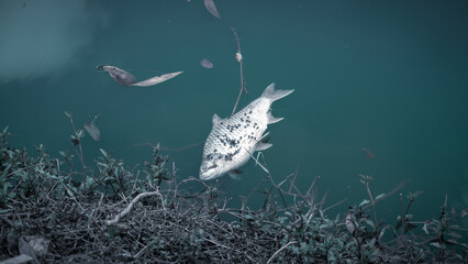 Floating dead fish. Dark water. Water pollution concept.