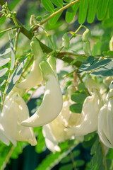 Sesbania grandiflora a bouquet of white flowers.