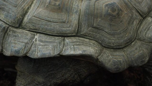 Shell pattern and foot close up of Aldabra Giant Tortoise in captivity, 60fps.