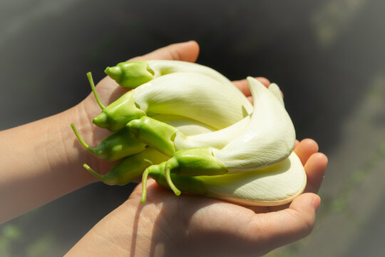 Sesbania grandiflora a bouquet of white flowers on hands holding. Agasta, Sesban, Vegetable humming bird, Humming bird tree, Butterfly tree.