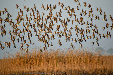 large flock of Wilson's phalarope (Phalaropus tricolor) flying in the wild