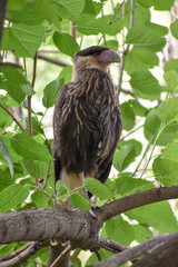 crested caracara (Caracara plancus), juvenile, in the wild