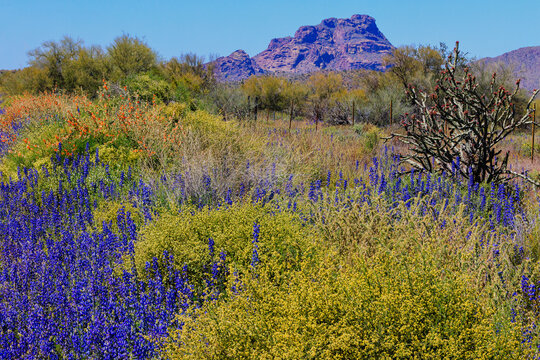 Lupine flowers and Globe mallow decorate the roadside on the way to Red Mountain near Phoenix.