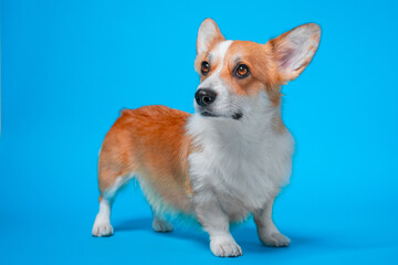 Incredulous angry dog corgi stares intently Cheeky puppy looks reproachfully at the owner,...