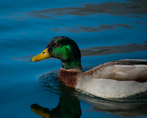 green duck
