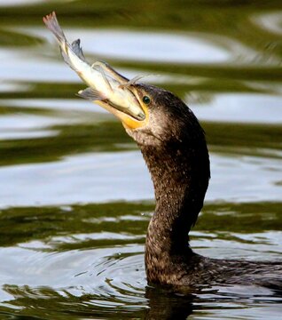 Cormorant with a Big Fish