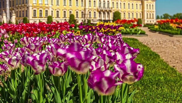 Vibrant tulips and Rundale castle in background, time lapse view