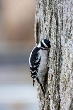 Close up view of a downy woodpecker