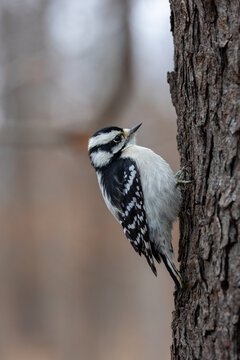 Close up view of a downy woodpecker