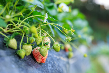 close up strawberry blossom with green leaves in the garden,