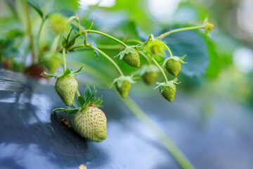 close up strawberry blossom with green leaves in the garden,