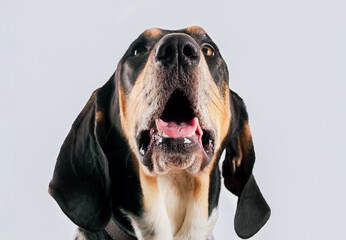 Curious large dog looking up with mouth open and long ears. 100 pounds puppy dog surprised or...