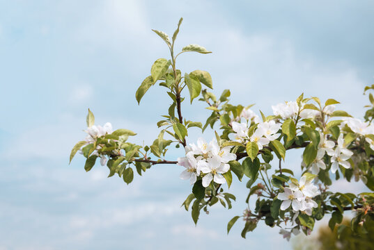 Blooming apple tree branch with white flowers and blue sky. Close up of small compact apple fruit tree in bloom or flowering. Spring garden background or fruit orchard. Honeycrisp. Selective focus.