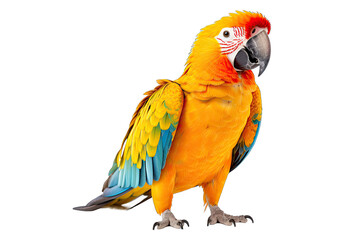 Obraz premium beautiful parrot on isolated transparent background