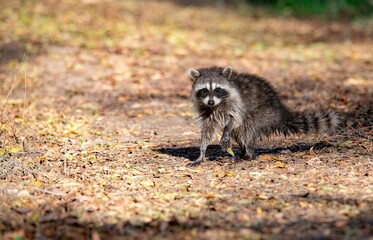Naklejka premium A Raccoon up close and from a low angle showing off bandit like face