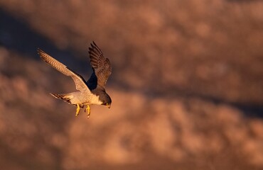 Peregrine falcon coming in for a landing in beautiful sunrise golden hour