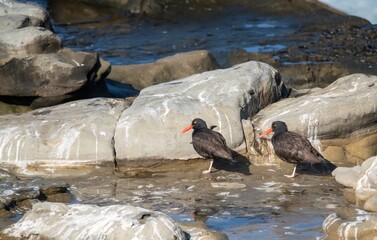 A pair of oystercatchers foraging for oysters in La Jolla near San Diego
