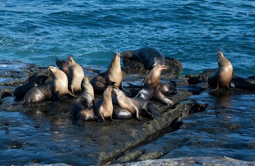 A pod of sea lions resting and interacting on a rock in La Jolla, San Diego